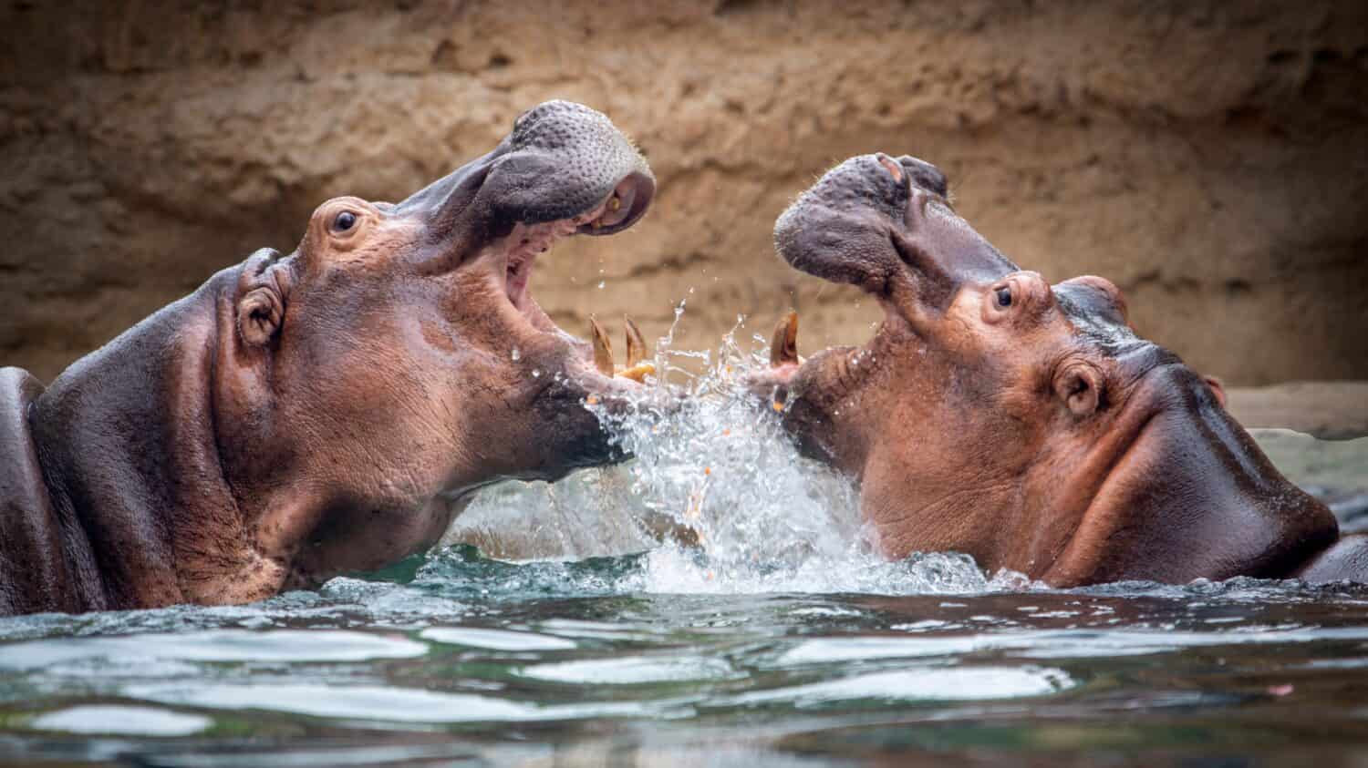 IPPOPOTAMO IN ACQUA DUE COMBATTIMENTI A BOCCA APERTA SUL LAGO ACCURATA BATTAGLIA COMBATTIMENTO TERRITORIALE AFRICA BIG FIVE