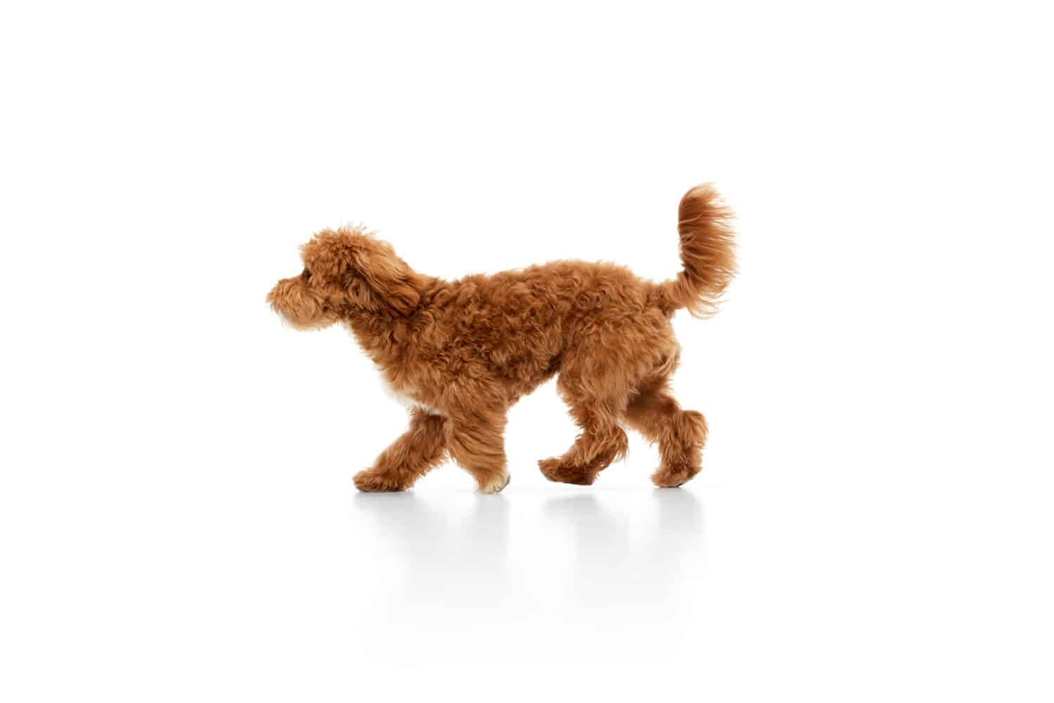 Studio shot di adorabile riccio rosso-marrone Maltipoo, cane barboncino isolato su sfondo bianco studio.  L'animale sembra felice, sano e curato.  Concetto di cura degli animali, veterinario, moda, stile di vita attivo.