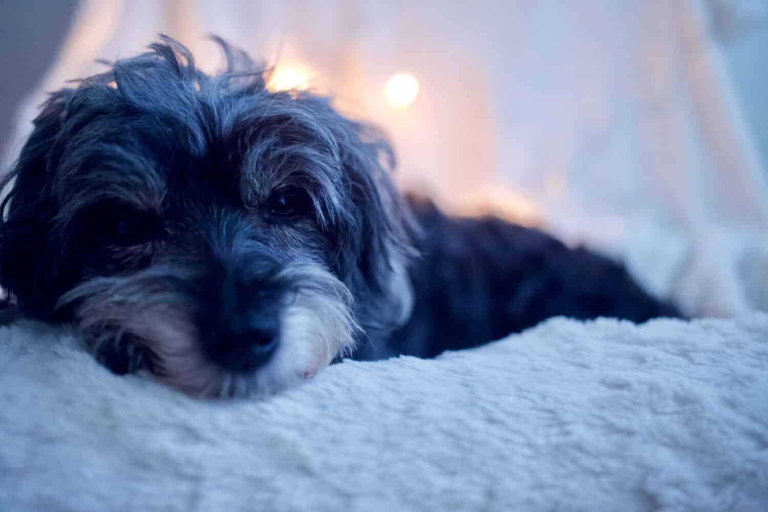 Anche i Maltipoo sono blu, che molti scambiano per neri.  Tuttavia, è una tonalità di nero diluita. 