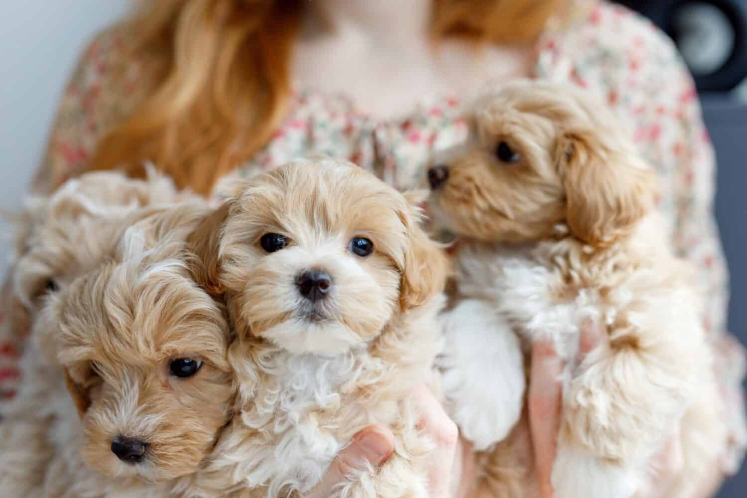 Simpatici cuccioli della razza Maltipoo riposano tra le braccia di una ragazza in un interno moderno.  Amato animale domestico nell'atmosfera naturale di una bella casa.
