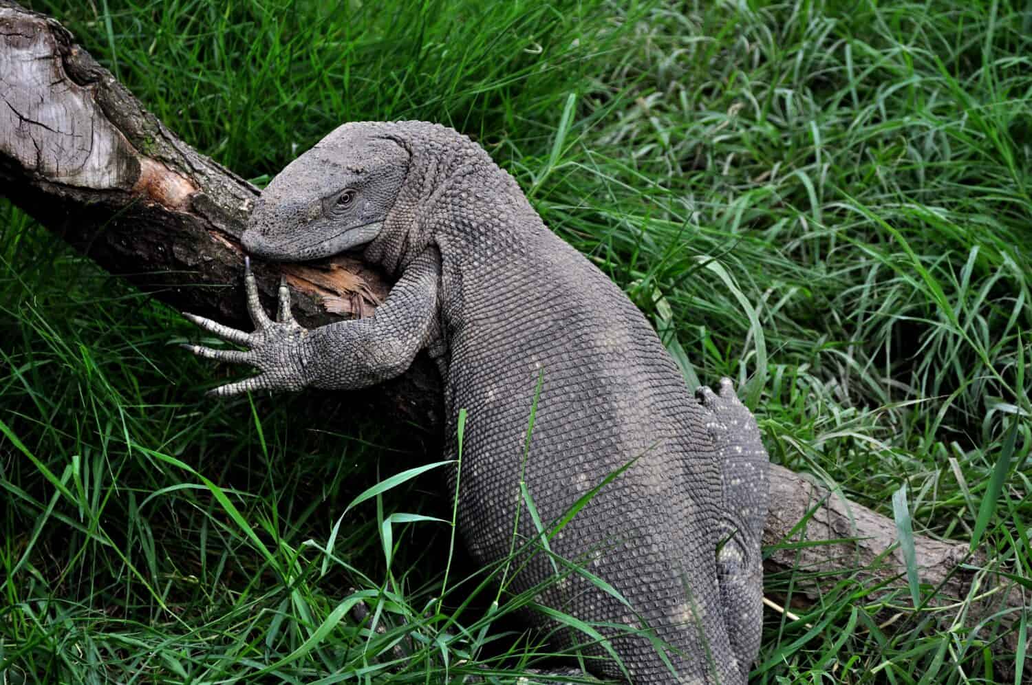 Ritratto di monitor di roccia (Varanus albigularis).