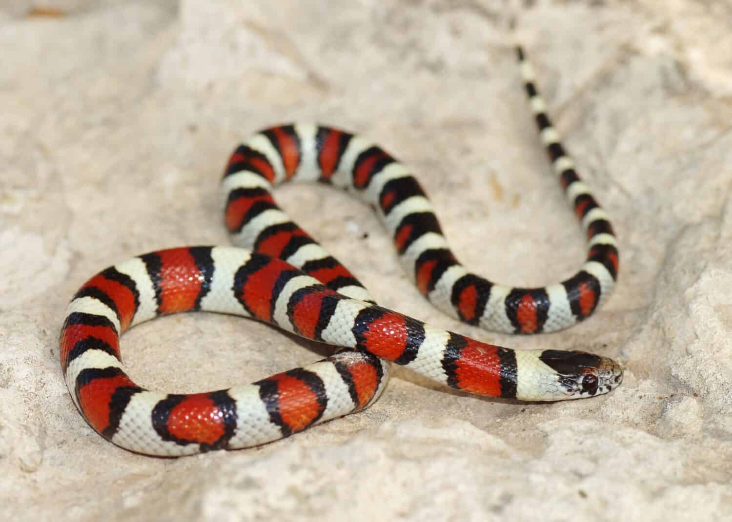 Serpente corallo - colori rosso, bianco e nero di un serpente mimico, Lampropeltis triangulum gentilis