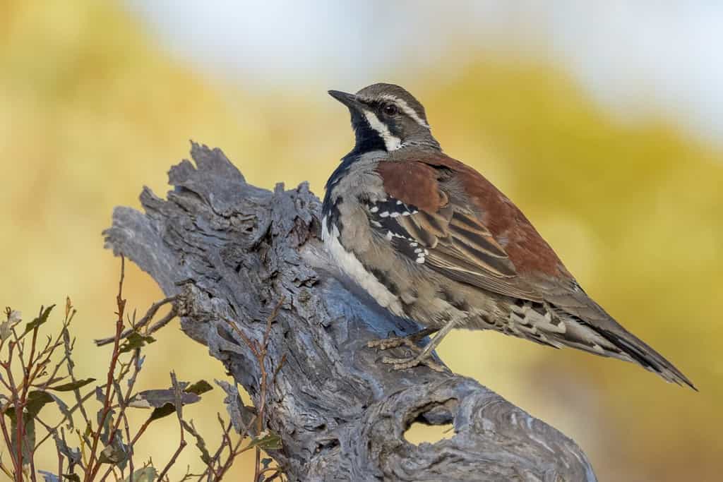 Tordo di quaglia dal dorso di rame nell'Australia occidentale