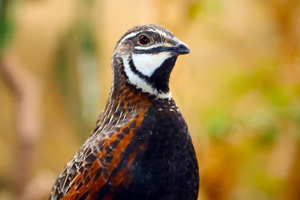 Ritratto di una quaglia reale (synoicus chinensis) nella vista di profilo