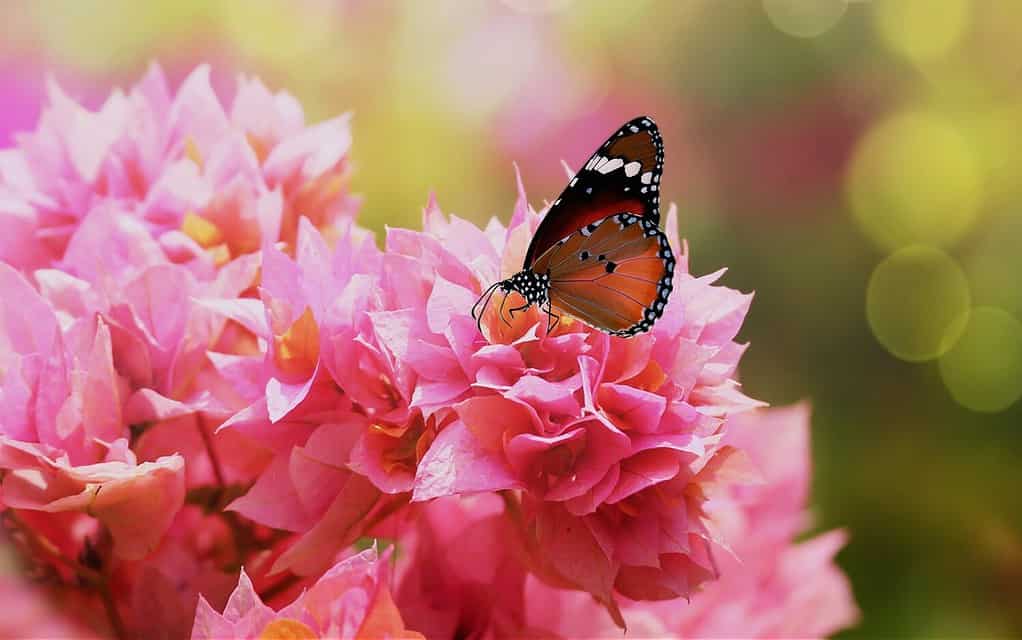 Tigre normale o farfalla regina africana (Danaus chrysippus) su fiori di bouganville rosa. Quali sono le caratteristiche della farfalla Plain Tiger? La Tigre Pianura ( Danaus chrysippus ) è una taglia media
