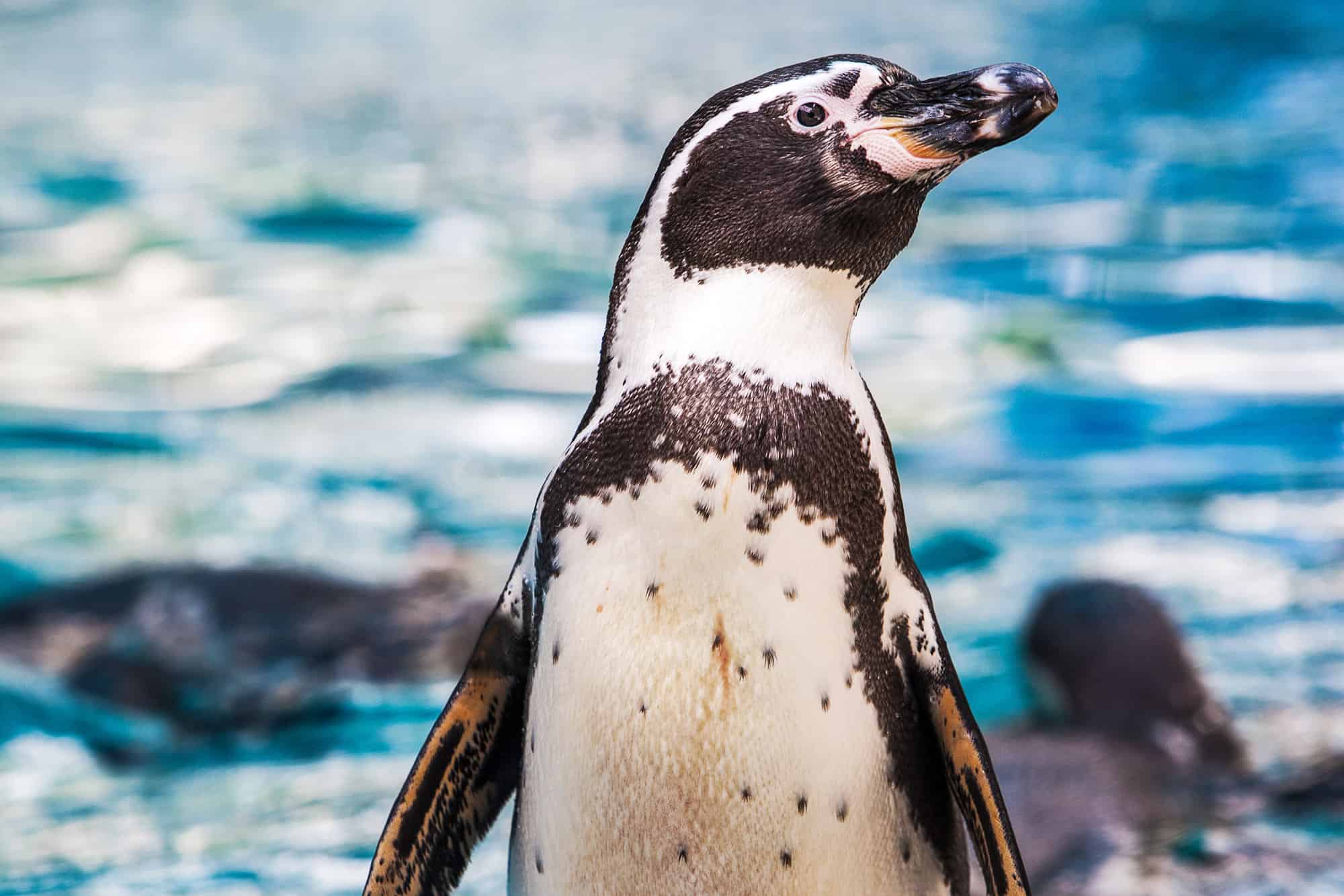 Pinguino di Humboldt