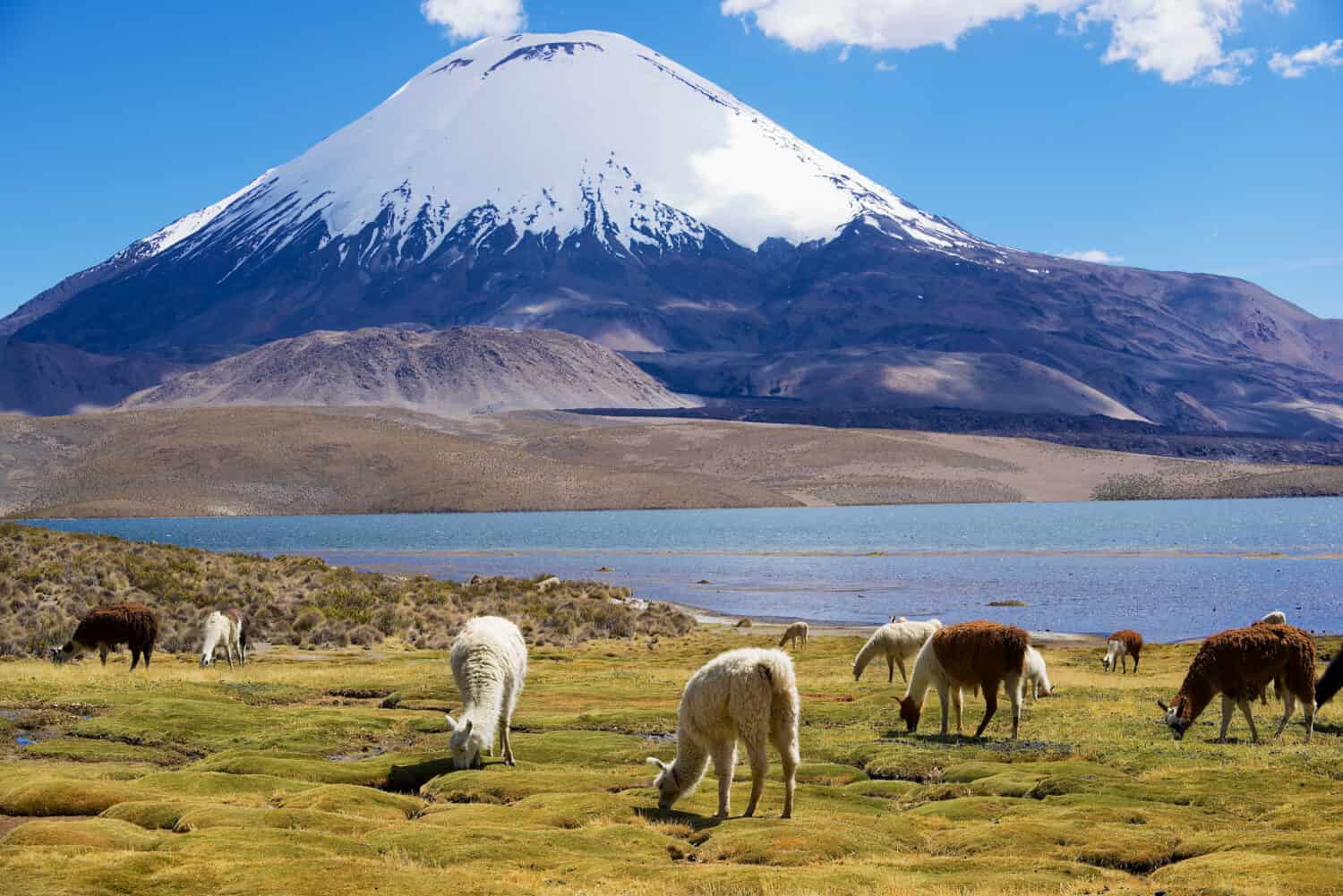 Gli alpaca bianchi (Vicugna pacos) pascolano sulla riva del lago Chungara a 3200 metri sul livello del mare con il vulcano Parinacota sullo sfondo nel parco nazionale di Lauca vicino a Putre, in Cile.