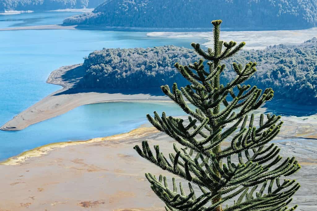 Araucaria araucana primo piano Parco Nazionale Conguillio Cile America del Sud