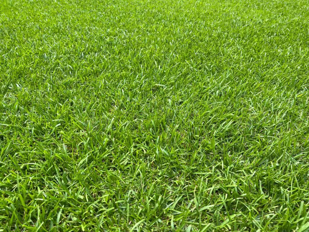 Erba millepiedi (Eremochloa ophiuroides)