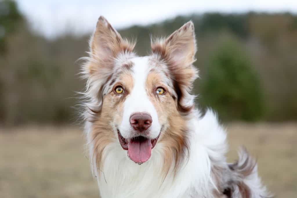 Sorridente affascinante adorabile zibellino rosso merle e bianco border collie maschio ritratto all'aperto in primavera con sfondo del parco.  I cani più intelligenti si riproducono nel mondo: allevano border collie