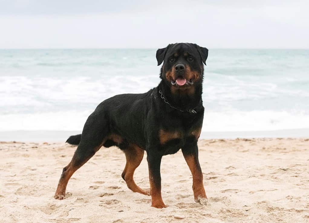 giovane rottweiler che corre sulla spiaggia in primavera