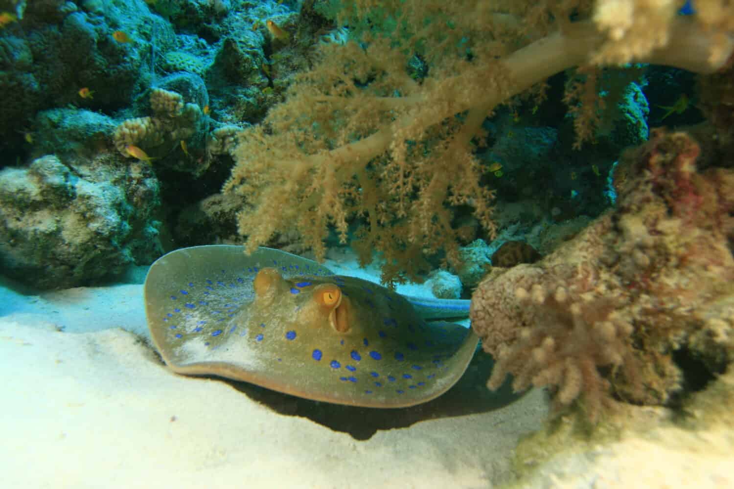 Stingray a macchie blu