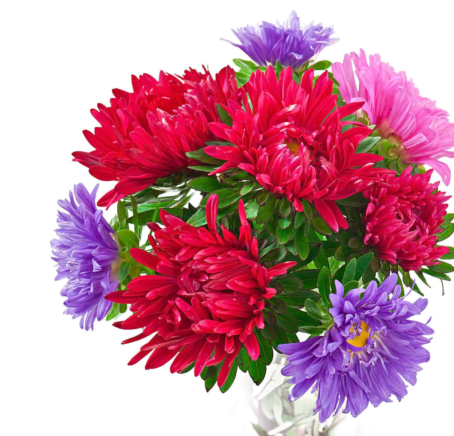 fiori di aster isolati su sfondo bianco