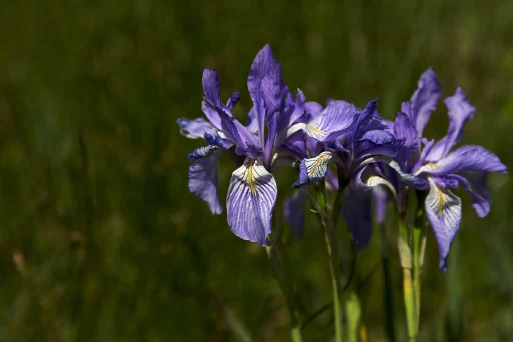 Fioritura di iris selvatici lungo la Peak to Peak Highway. Scenic Byway si trova in Colorado. I soprannomi di Flower includono Rocky Mountain Iris e Western Blue Flag.