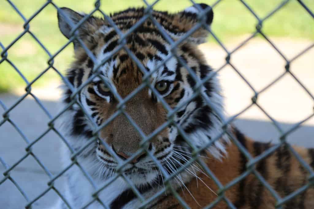 Una tigre riposa dietro un recinto di filo metallico al Greater Vancouver Zoo di Abbotsford, British Columbia Canada.