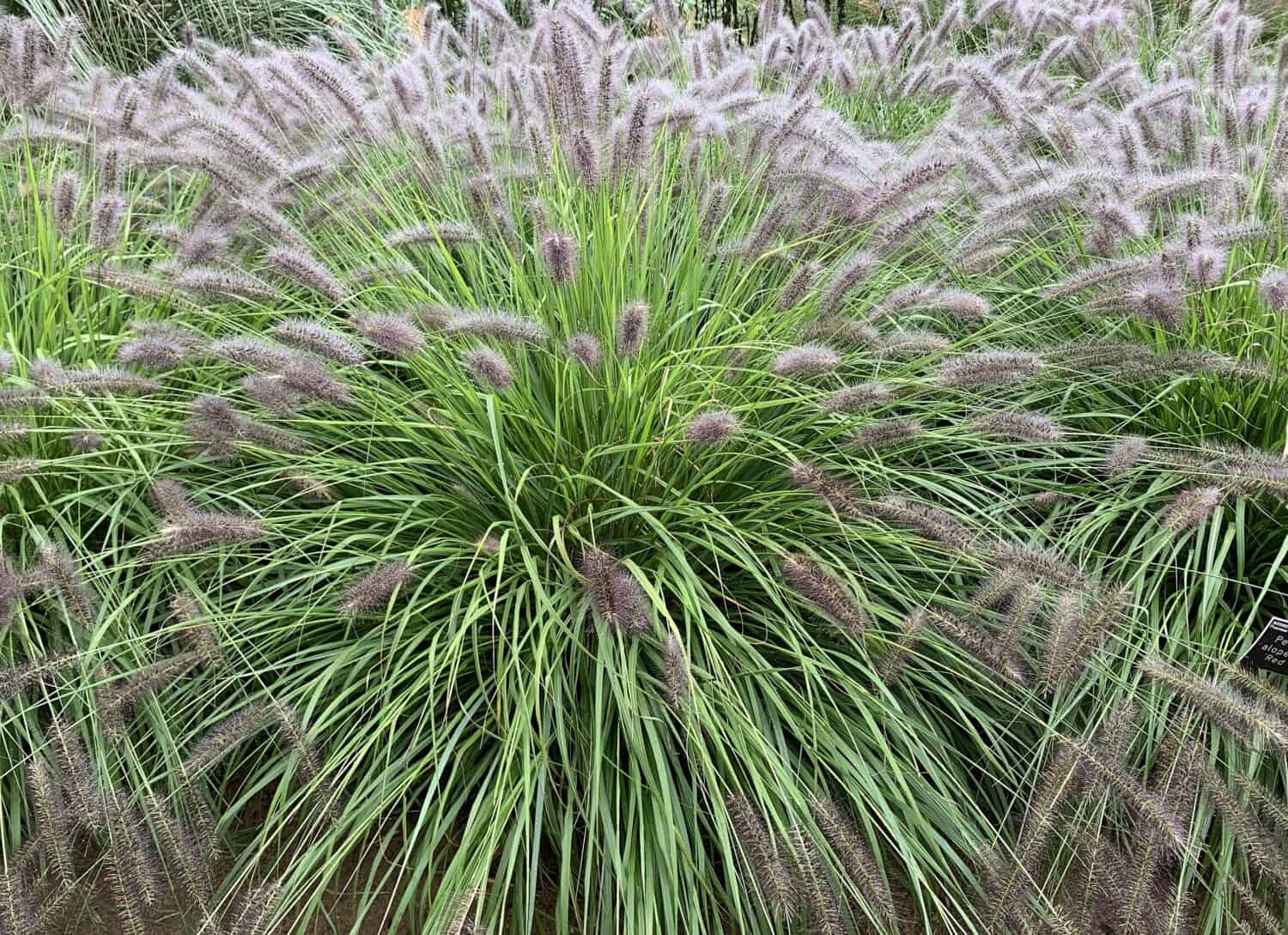 Primo piano dell'erba ornamentale Pennisetum alopecuroides o erba della fontana cinese.