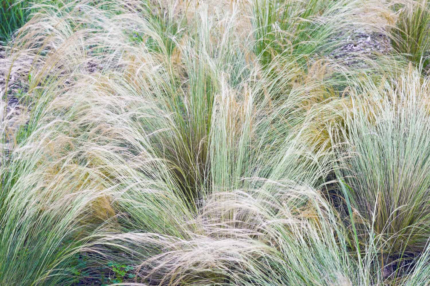 Piuma messicana (Nassella tenuissima).  Chiamato aguglia finestem, nassella a foglie fini e aguglia argentina