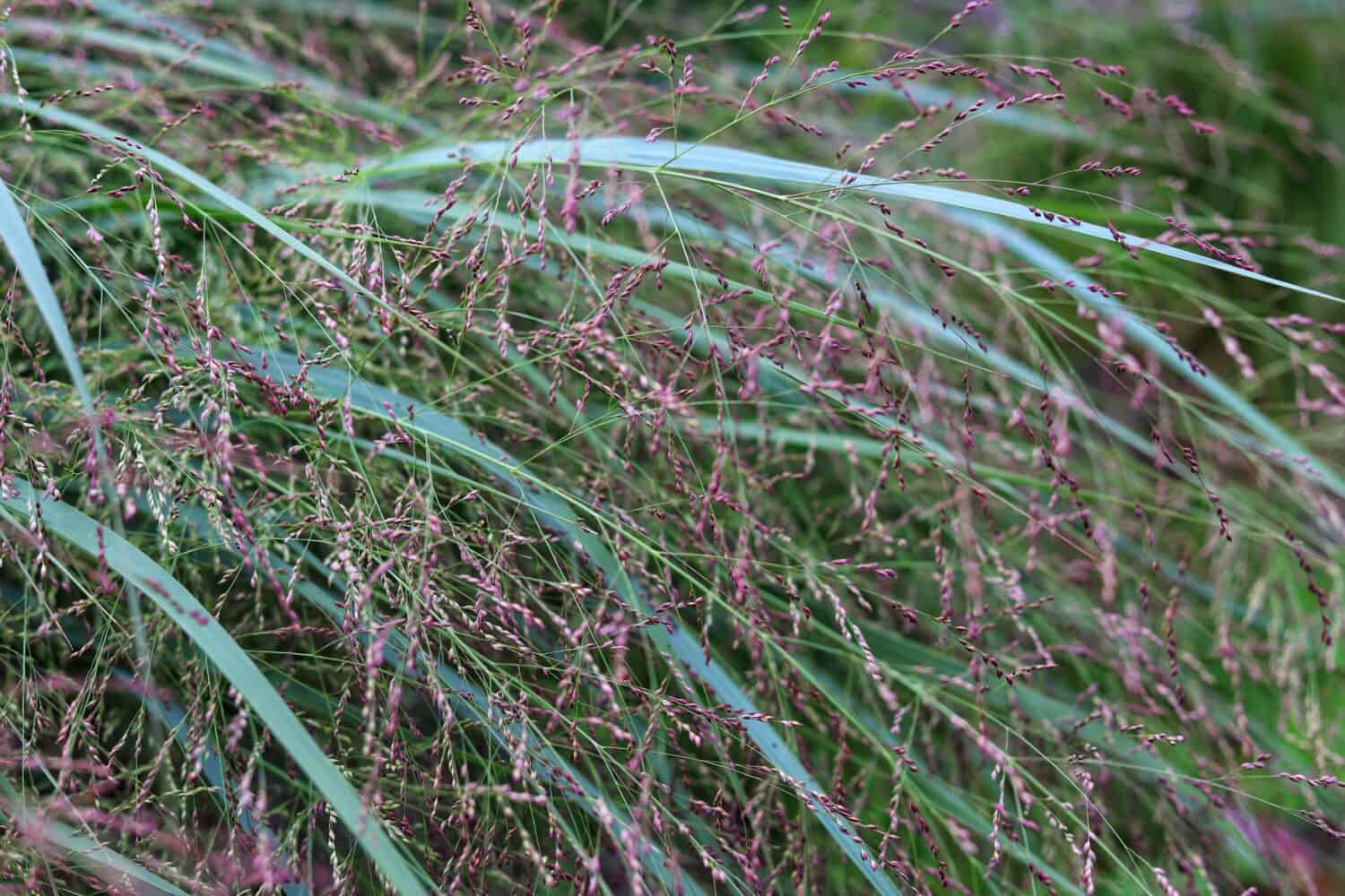 Panicum virgatum.  Erba ornamentale in giardino.