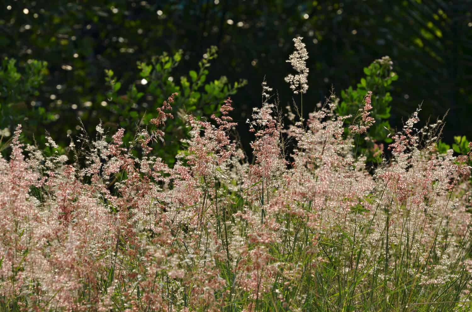 erba rubino nella calda luce del mattino