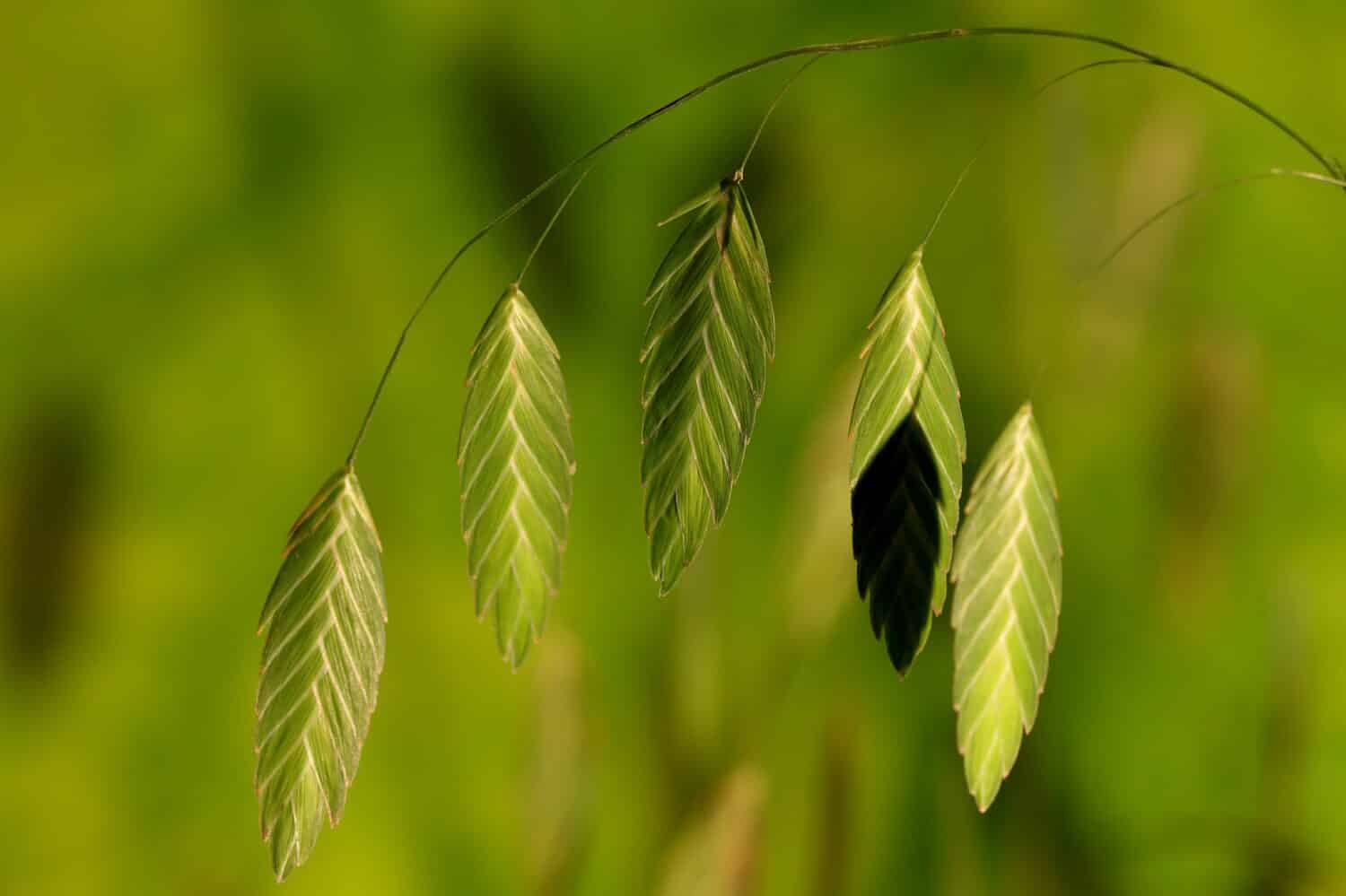Erbe di avena del Mare del Nord alla luce del sole con bokeh incandescente sfondo illuminato dal sole.  Nome botanico chasmanthium latifolium.
