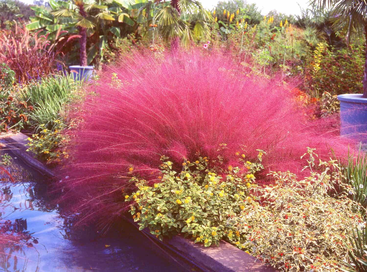 Erba Muhly rosa nel giardino