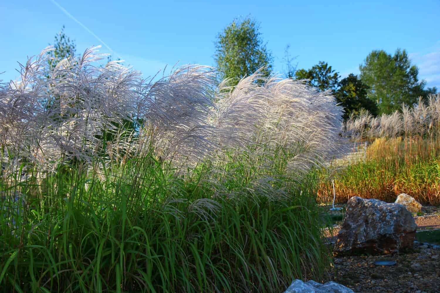 Erba d'argento cinese (Miscanthus sinensis) che cresce in un giardino