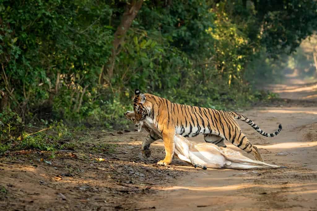 selvaggia tigre femmina bengala reale o panthera tigris trascinando cervi maculati o chital uccidere in bocca o mascelle in sfondo verde naturale a dhikala foresta jim corbett parco nazionale uttarakhand india