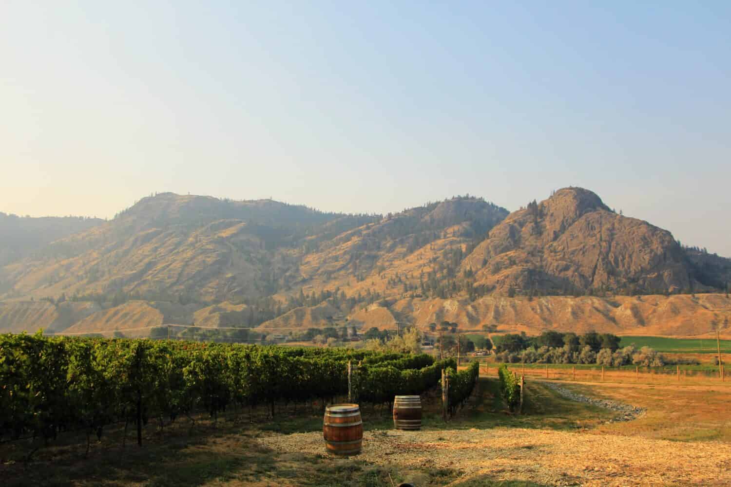 Azienda vinicola Monte Creek Ranch a Kamloops - la vista sul vigneto, le botti di legno e le montagne con il campo di fieno in estate