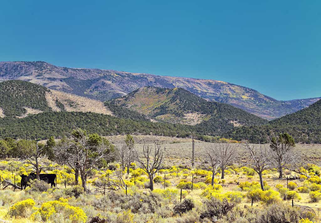 Utah Rocky Mountain Wasatch Panoramic Landscapes di Fishlake National Forest, lungo l'Interstate 15 I-15, attraverso Holden, Fillmore, Beaver, Scipio e Parowan Utah, USA.