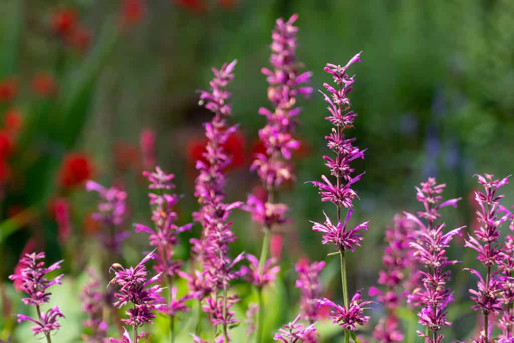 Erbe: Issopo gigante messicano (Agastache mexicana 'Sangria')