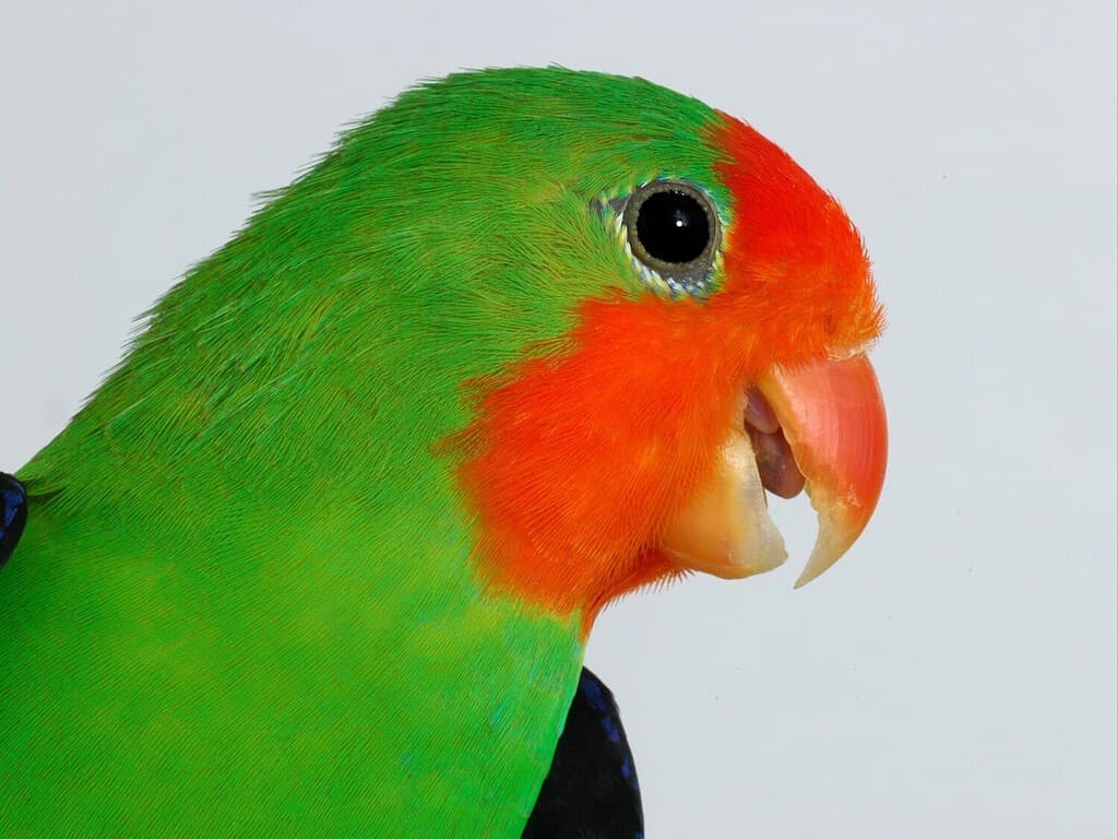 Lovebird dalla testa rossa (Agapornis pullarius) nella voliera, ritratto.