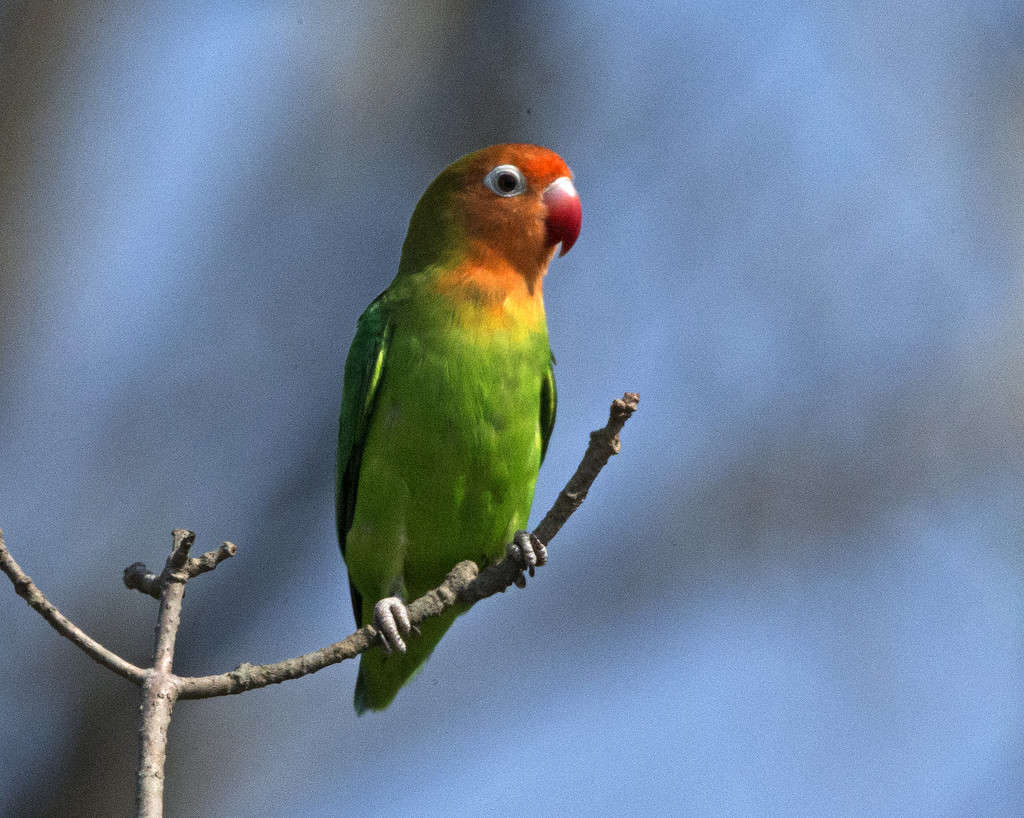 Lilian's_Lovebird_(Agapornis_lilianae)_(23710441211)