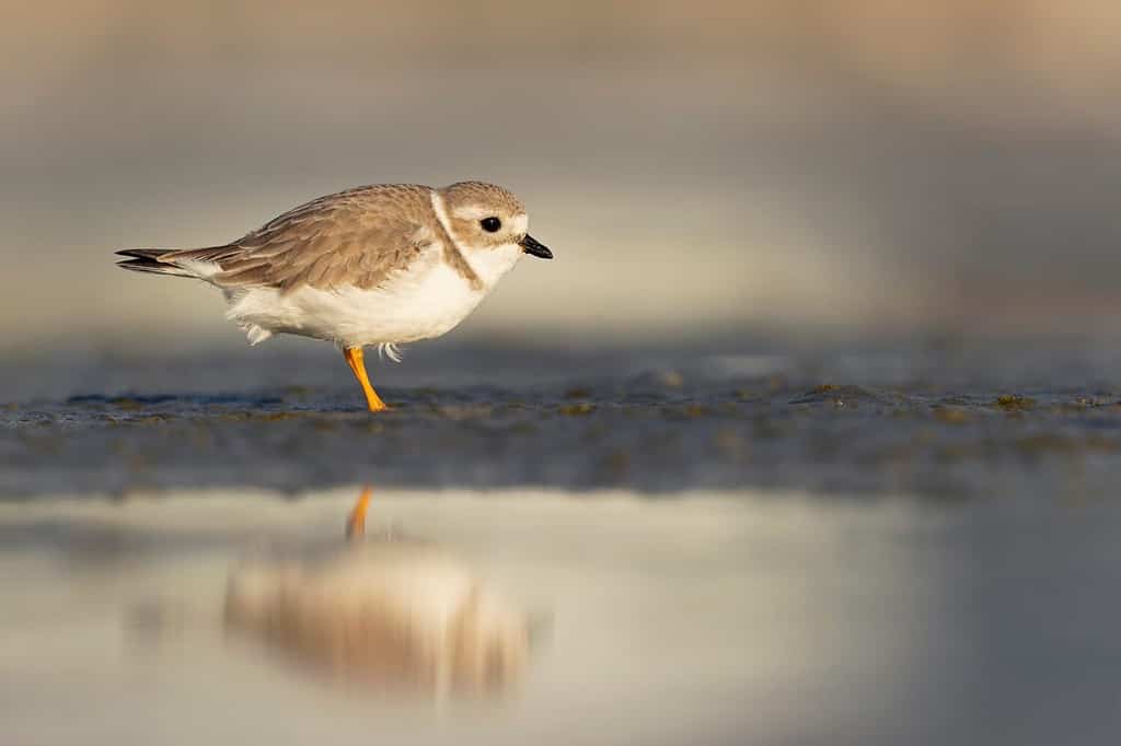 Un piviere piviere (Charadrius melodus) foraggio su una spiaggia al tramonto.