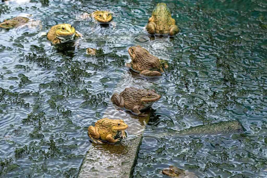 Fattoria di rane per l'agricoltura a casa. Coltivazione di rane con spruzzi d'acqua e spruzzi in stagni di terra. Molte rane allevate in stagni e allevamenti naturali. Acquacoltura di anfibi commerciali. Messa a fuoco selettiva