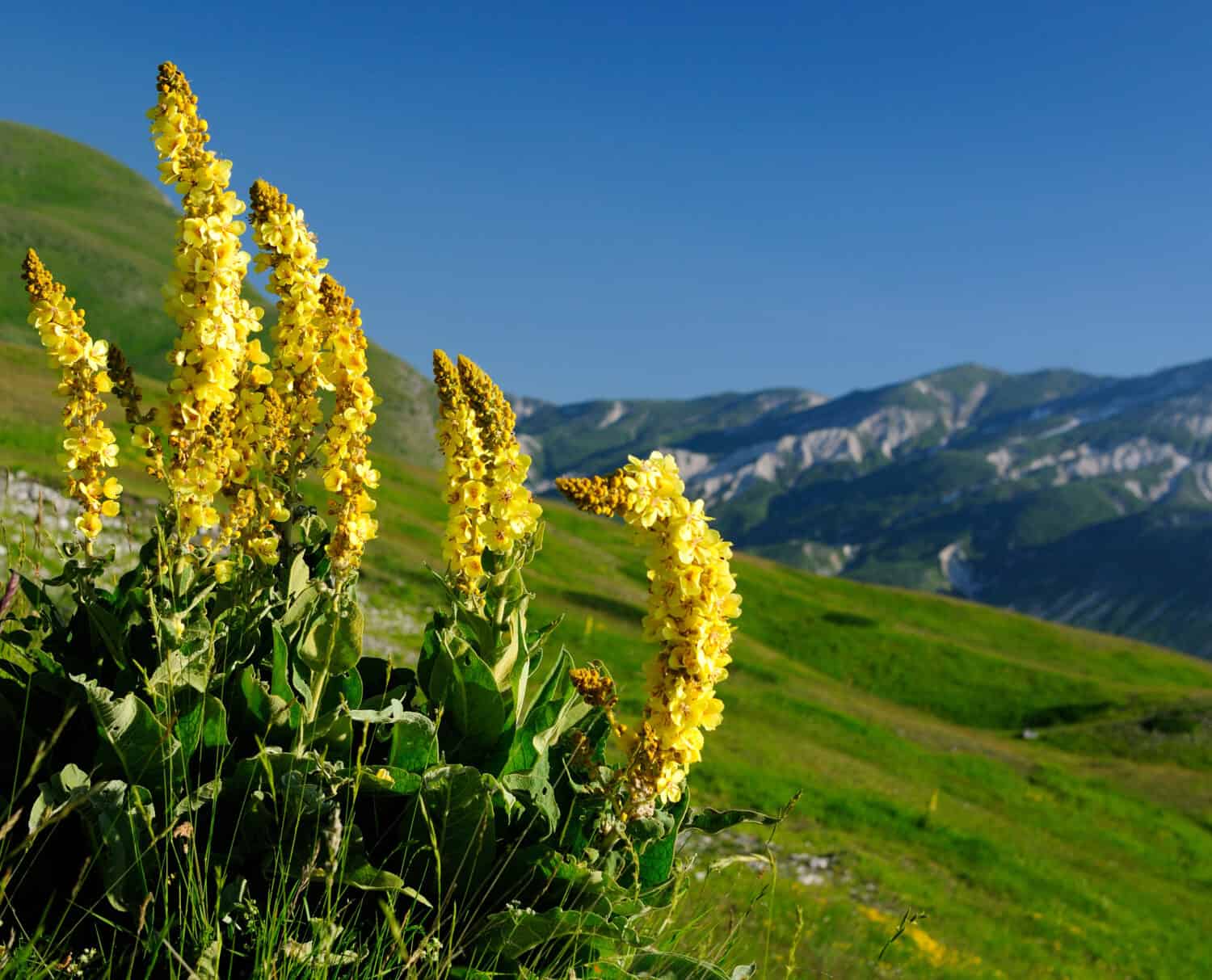 Verbascum thapsus appennino, italia