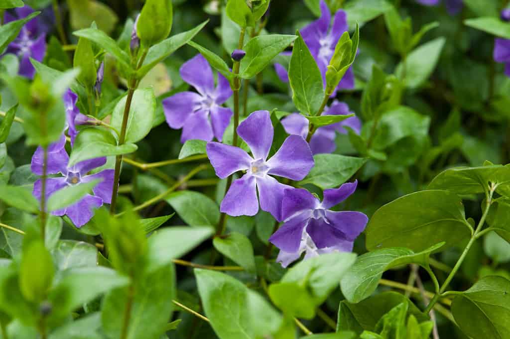 Fiori di pervinca a foglia larga