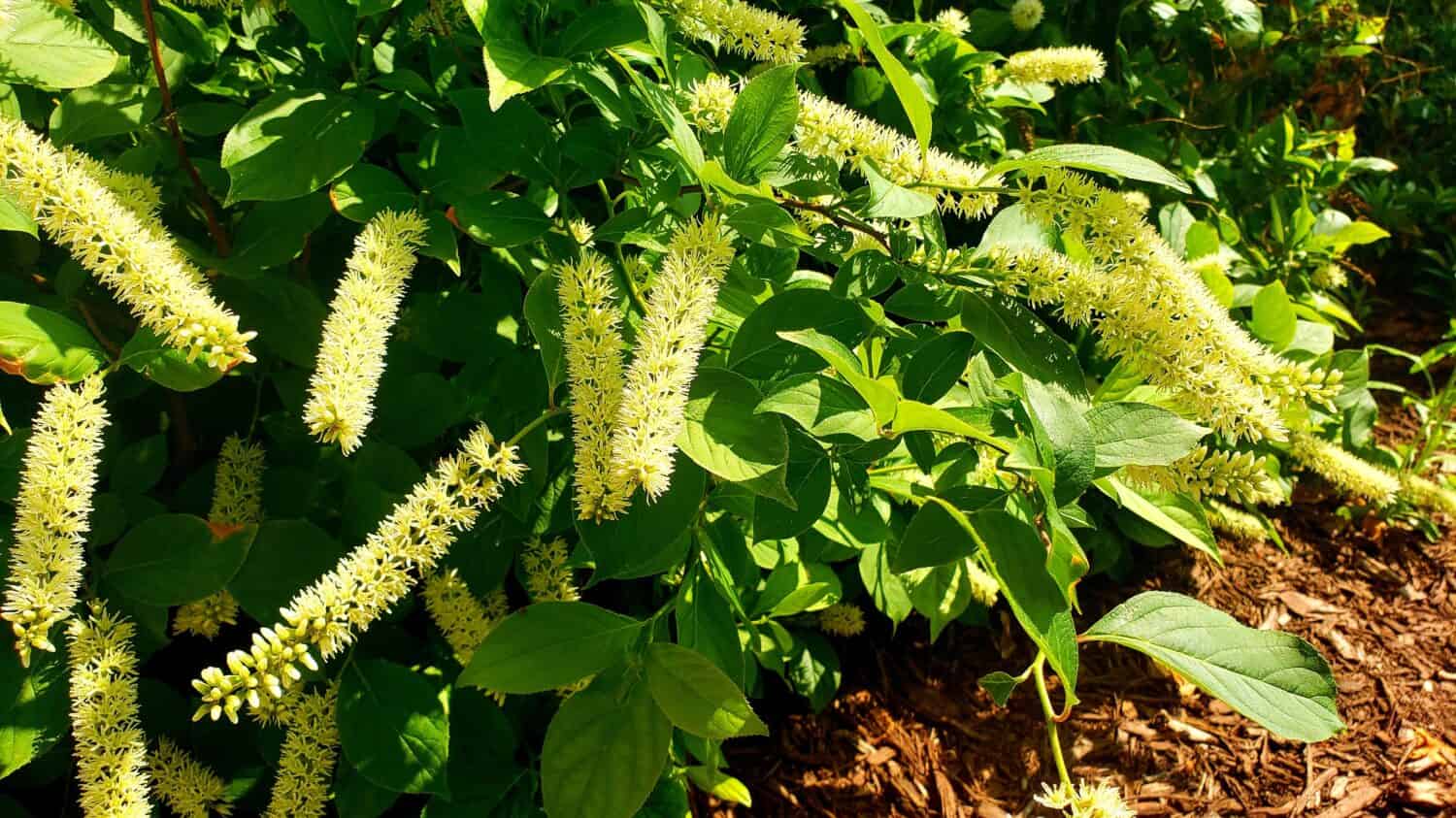 Itea virginica, comunemente conosciuta come Virginia willow o Virginia sweetspire.