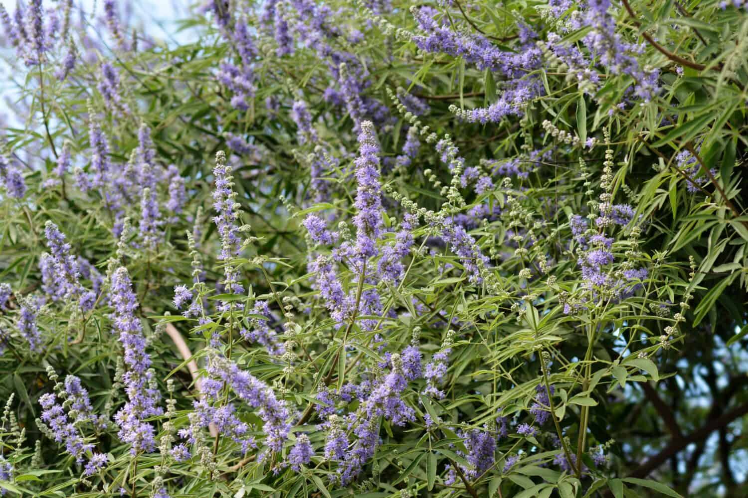 Rami di casto lilla con fiori - nome latino - Vitex agnus-castus