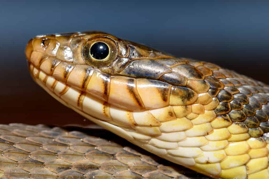 Serpente d'acqua dal ventre semplice (Nerodia erythrogaster flavigaster) Primo piano arrotolato della testa