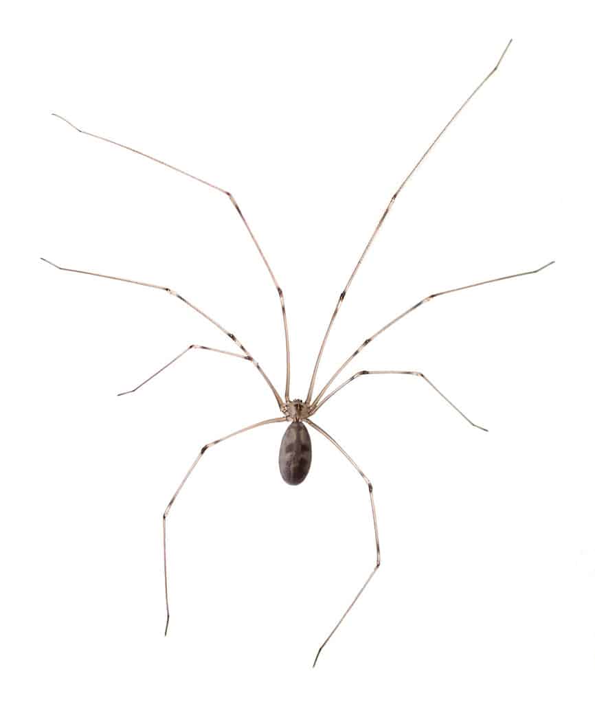 Ragno di cantina dal corpo lungo (Pholcus phalangioides) isolato su uno sfondo bianco