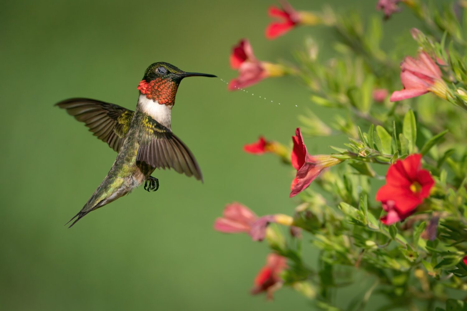 Un colibrì dalla gola rubino che si scrolla di dosso l'acqua