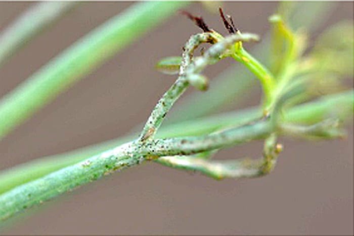 Se noti che le foglie o gli steli delle tue piante sono coperti di macchie nere, potrebbe trattarsi di cacca di tripide.  Che schiffo!