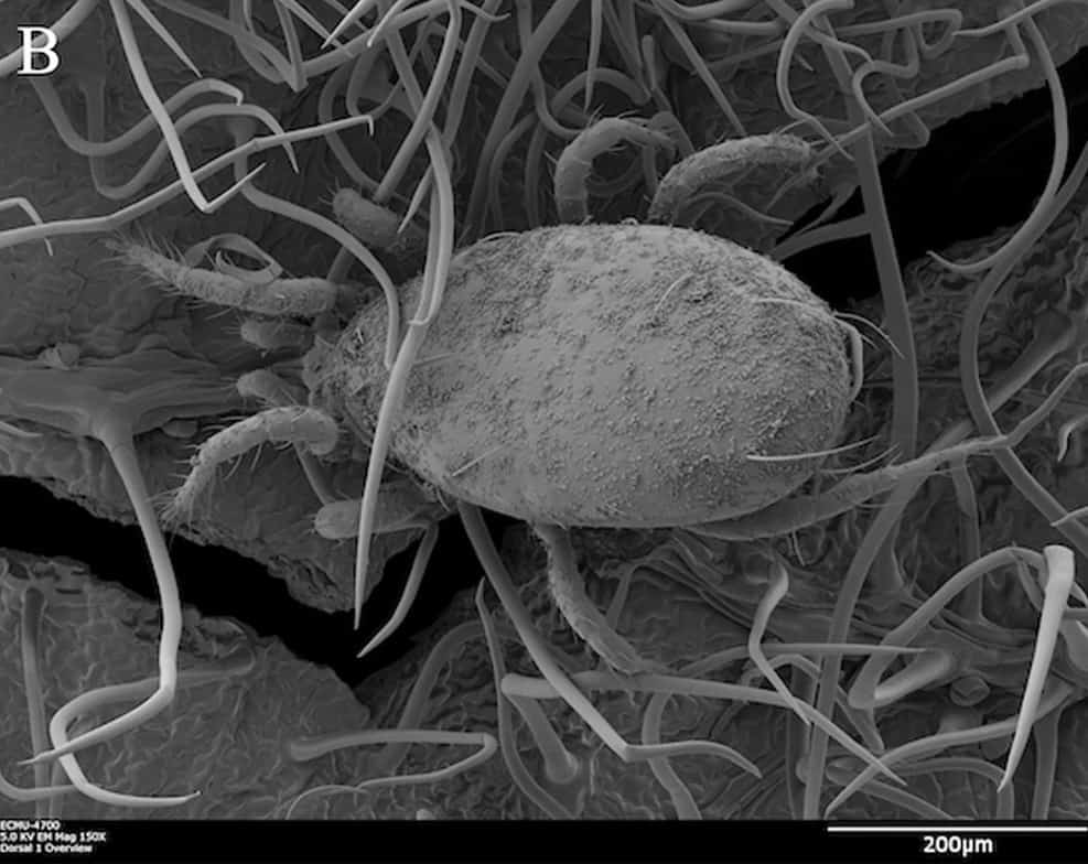 Acaro predatore, controllo biologico, buon insetto, giardinaggio biologico. 