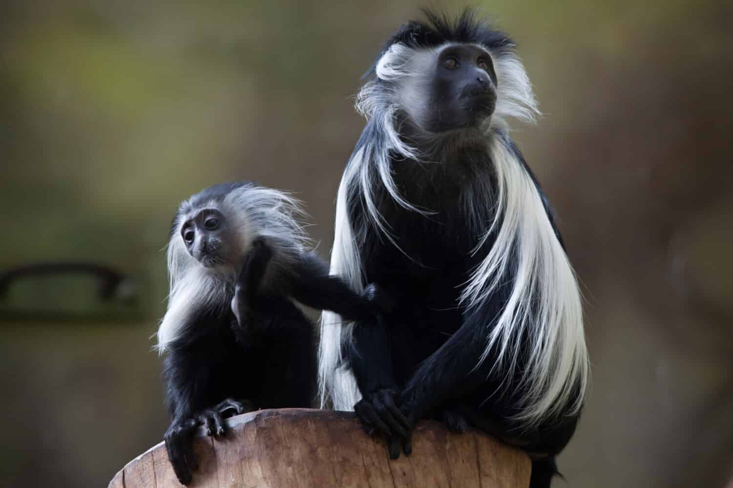 Colobo dell'Angola (Colobus angolensis).  Animale selvatico. 