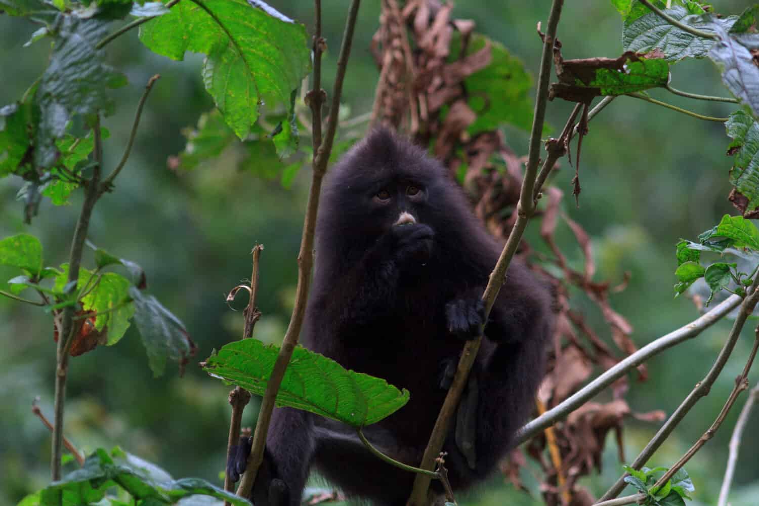 Il surili fasciato, noto anche come langur fasciato o scimmia foglia fasciata, un tempo vagava per le giungle tropicali dalle penisole meridionali del Myanmar e della Thailandia