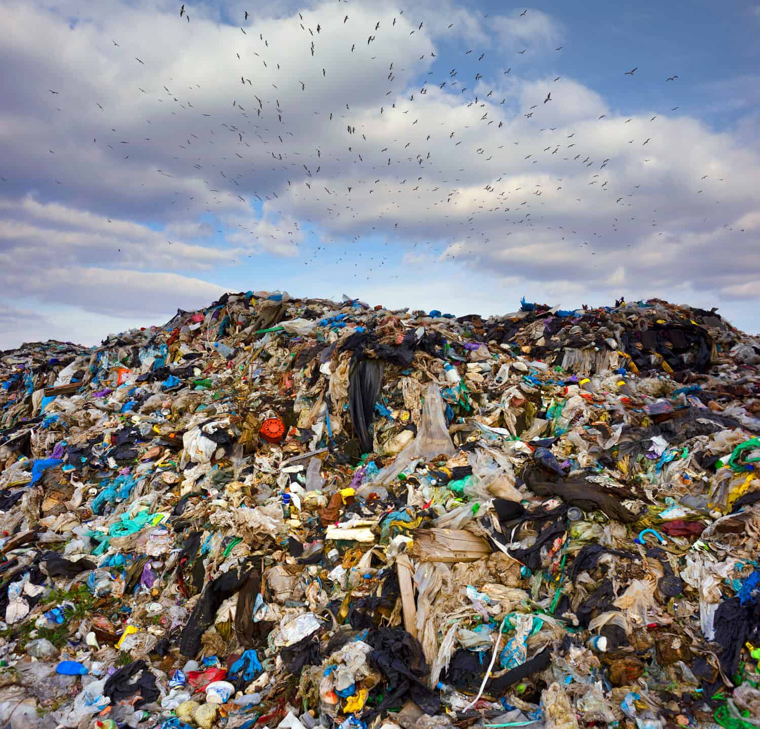 Un enorme stormo di uccelli della spazzatura, gabbiani, si stringe ansiosamente insieme, volando velocemente attraverso il cielo in modo organizzato, facendo una manovra sullo sfondo di un'enorme discarica di rifiuti