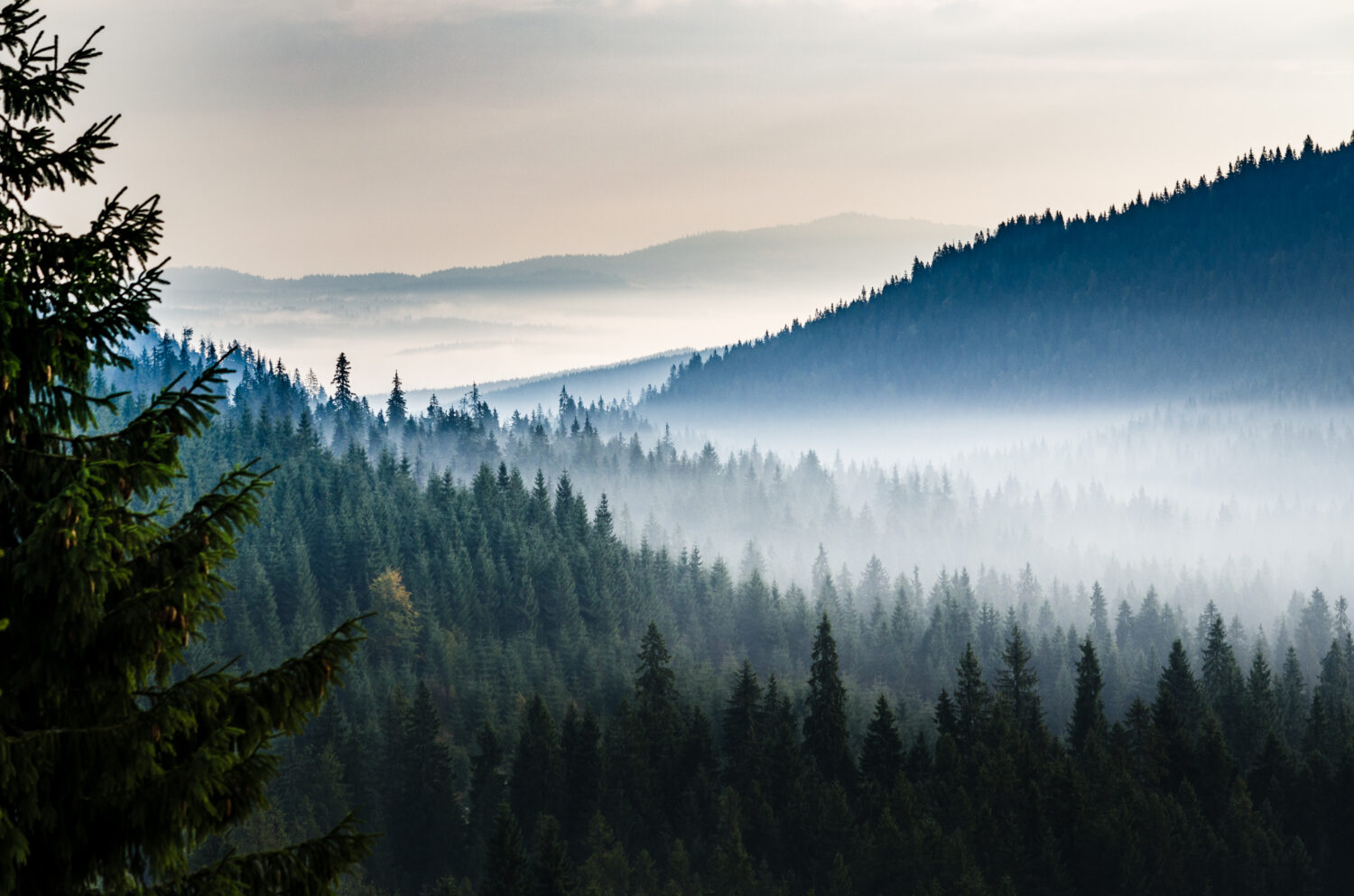Valle mattutina con foresta e nebbia vista dall'alto. Foresta di pini mistici in montagna con nebbia sopra gli alberi.