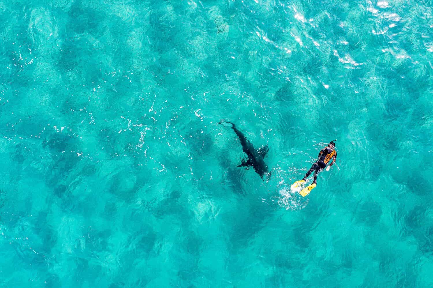 Vista dall'alto del drone del subacqueo con boccaglio con il grande squalo