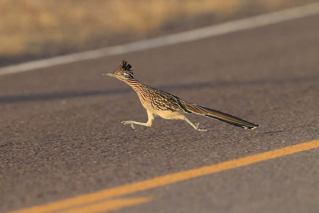 Rifugio della fauna selvatica del Roadrunner Bosque del Apache nel Nuovo Messico.