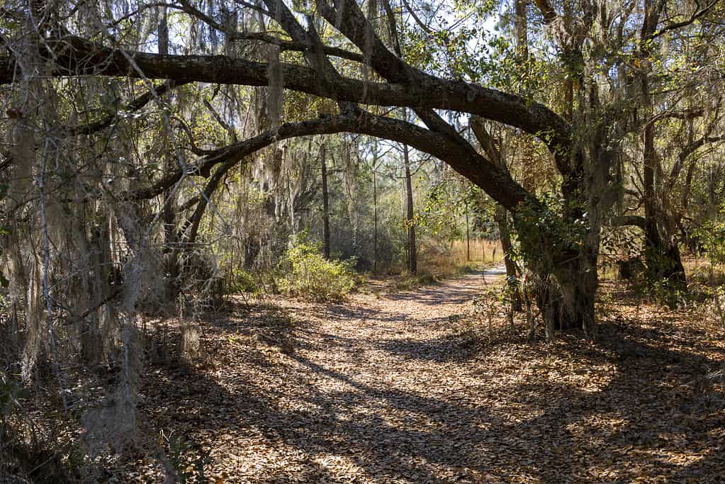 Parco Statale del Lago Louisa, Florida 8